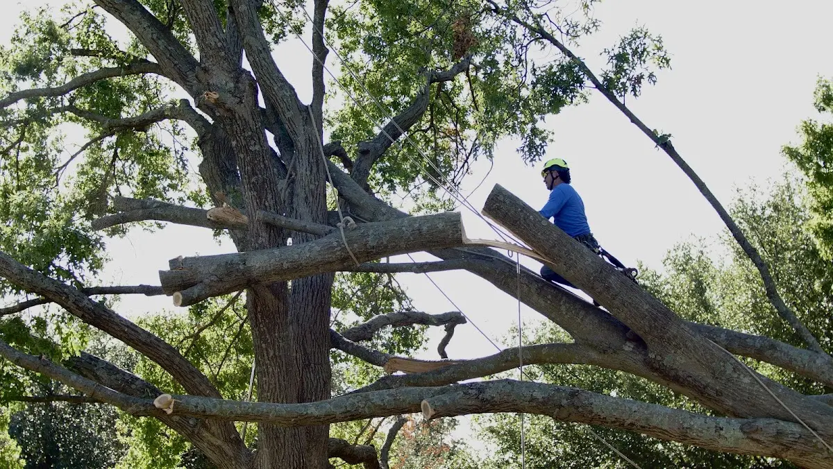 Professional Hazardous Tree Removal performed by certified arborists in Midway